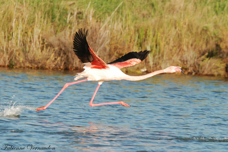 Flamant rose, Vol