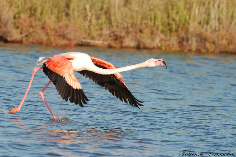 Greater Flamingo, Flight