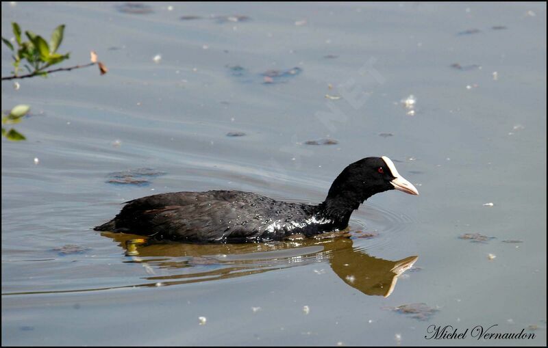 Eurasian Coot