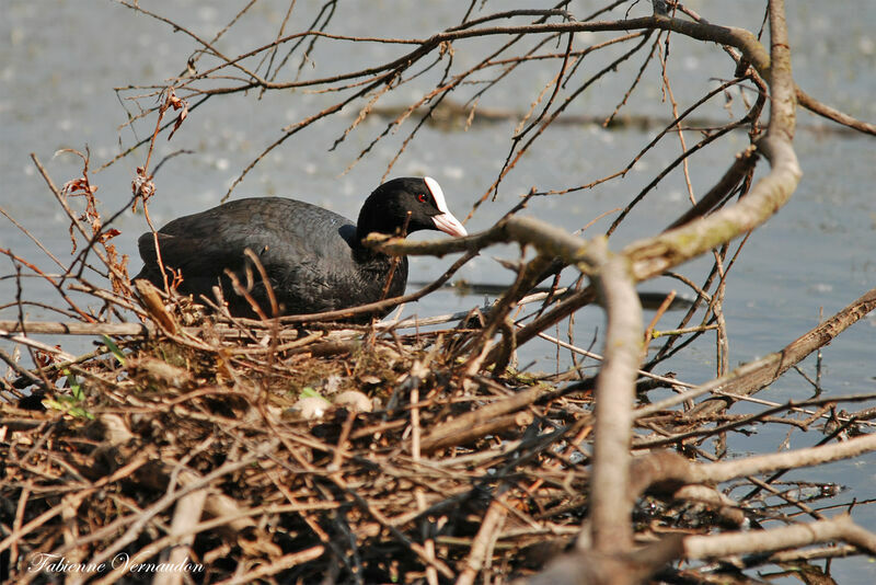 Eurasian Cootadult, Reproduction-nesting