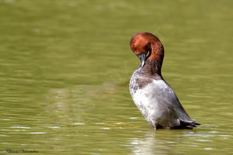 Common Pochard