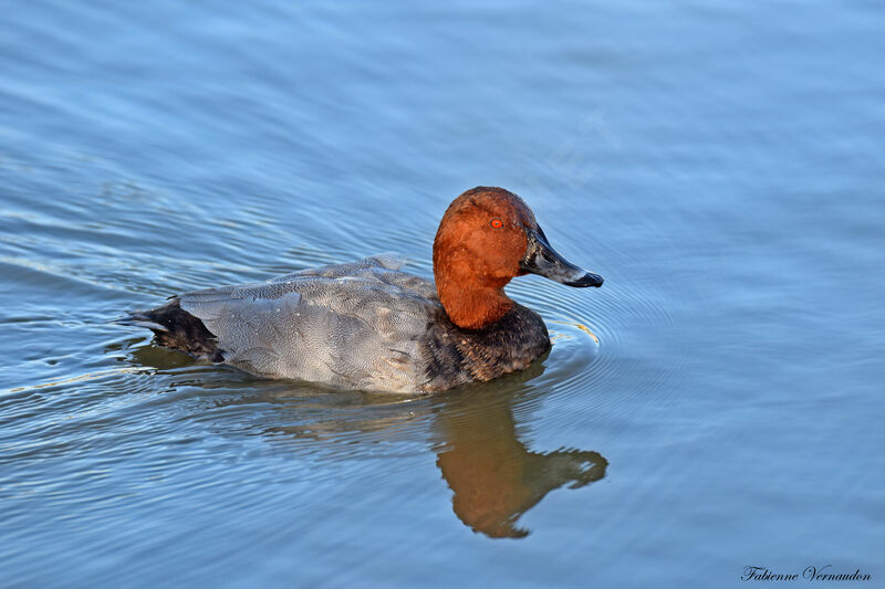 Common Pochard