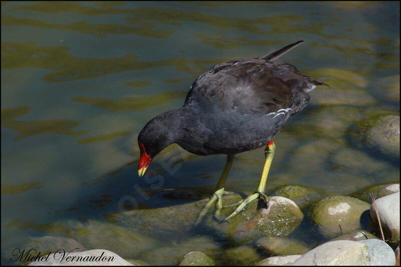 Gallinule poule-d'eau