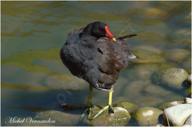 Gallinule poule-d'eau