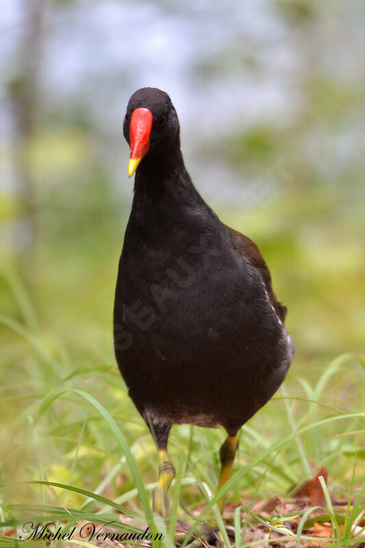 Common Moorhen