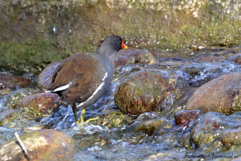 Gallinule poule-d'eauadulte