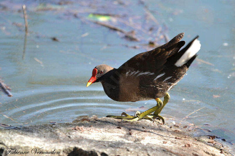 Common Moorhenadult