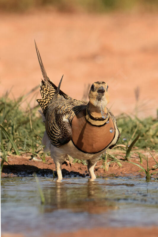 Pin-tailed Sandgrouse female