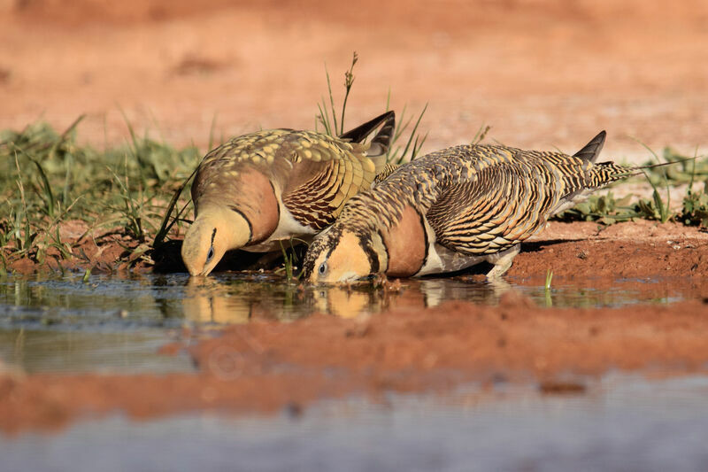 Pin-tailed Sandgrouseadult