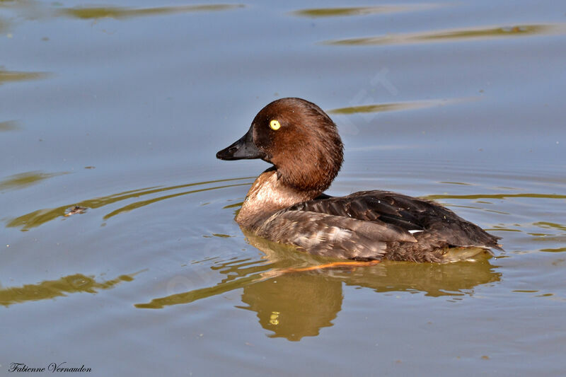 Common Goldeneye