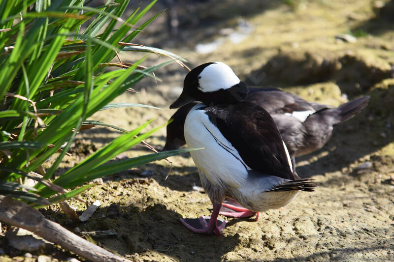 Bufflehead