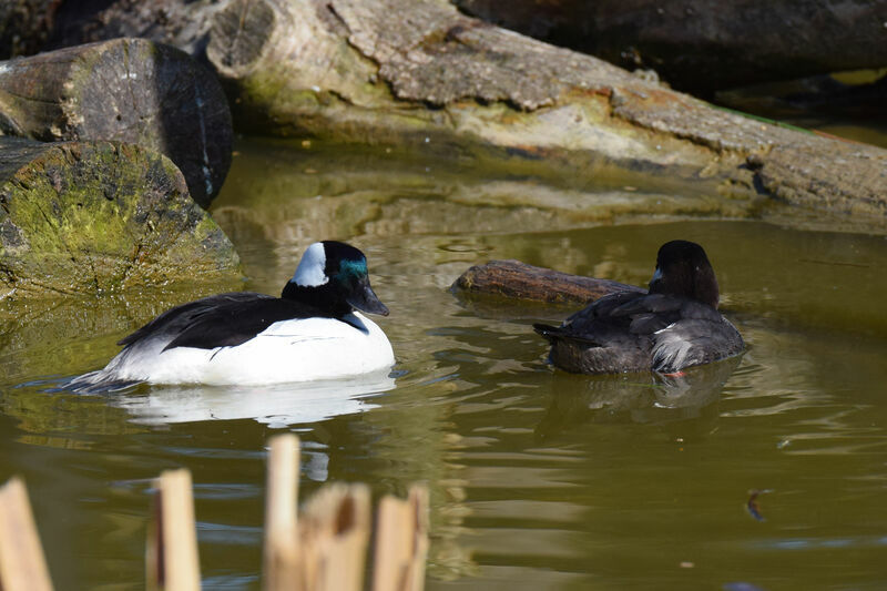 Bufflehead