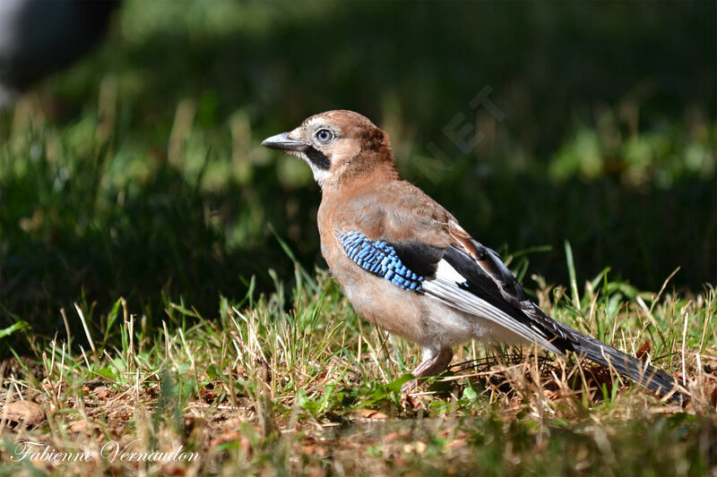 Eurasian Jay