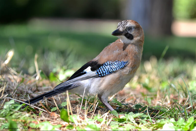 Eurasian Jay