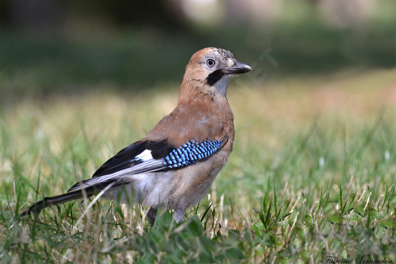 Eurasian Jay