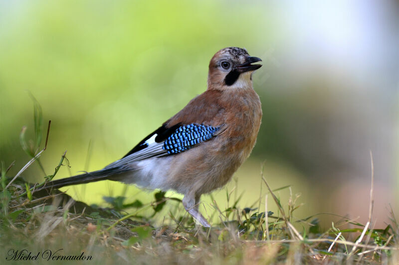 Eurasian Jayadult