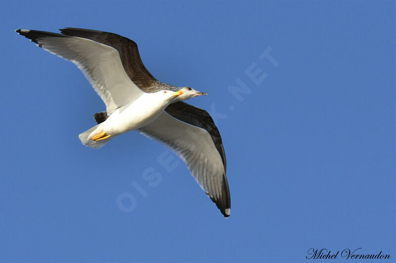 Yellow-legged Gull, Flight