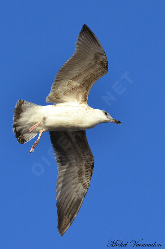 Yellow-legged Gullimmature, Flight