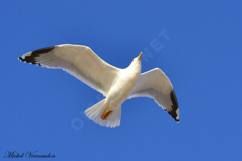 Yellow-legged Gulladult, Flight