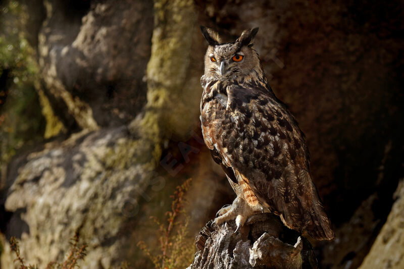 Eurasian Eagle-Owl