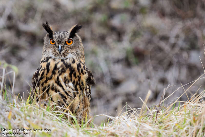 Eurasian Eagle-Owl