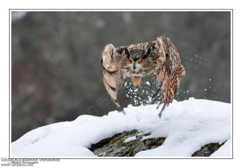 Eurasian Eagle-Owl, Flight