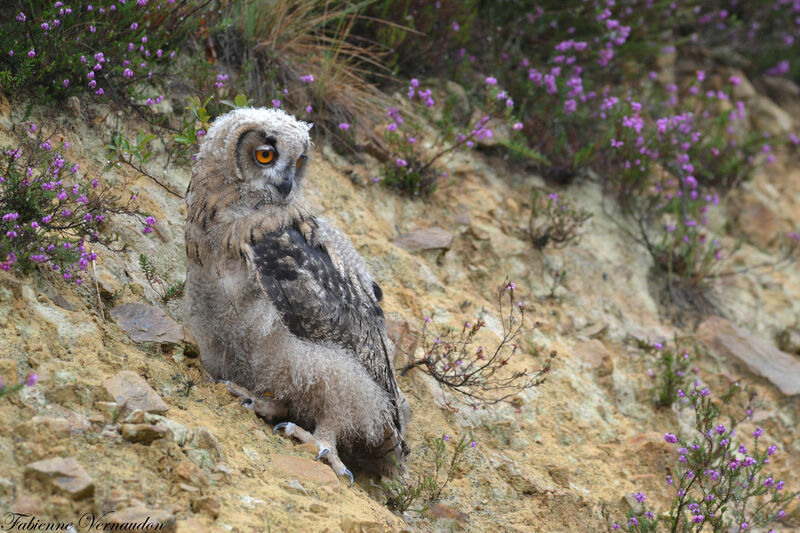 Eurasian Eagle-Owl