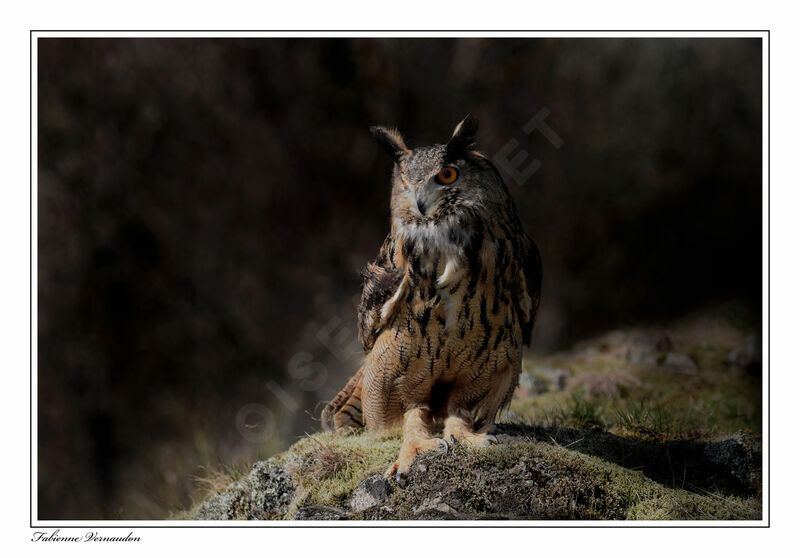 Eurasian Eagle-Owl