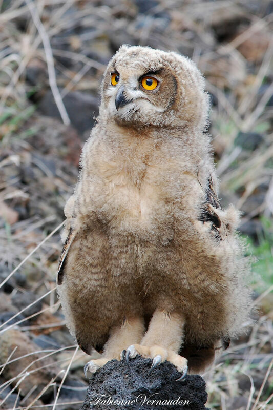 Eurasian Eagle-Owljuvenile