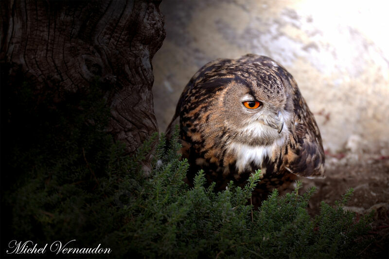 Eurasian Eagle-Owladult