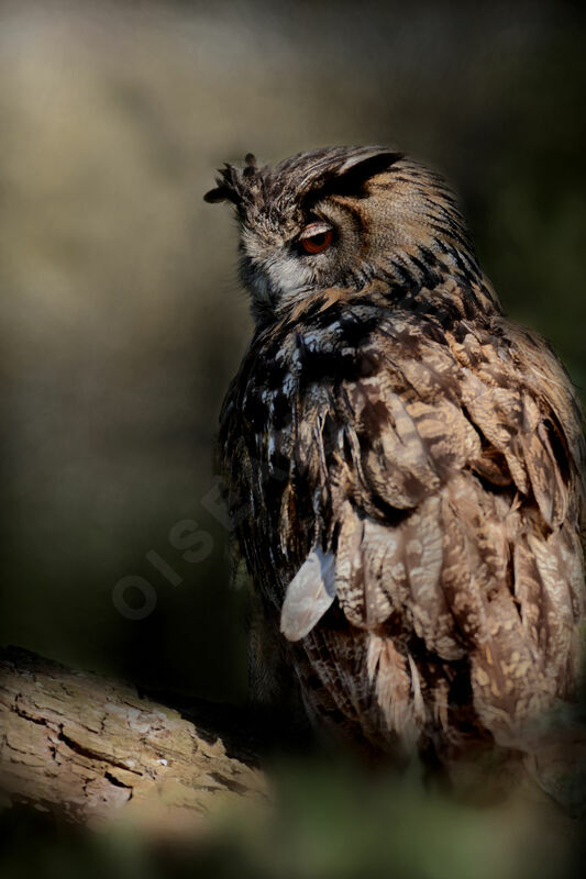 Eurasian Eagle-Owl