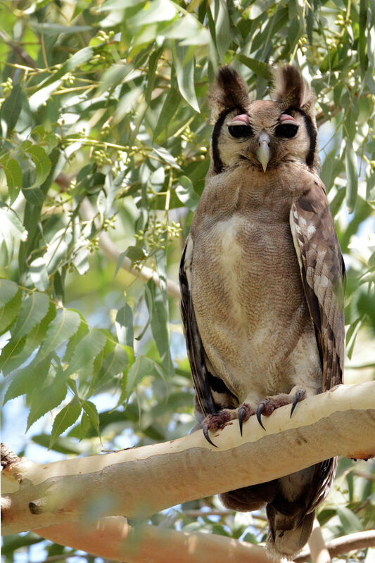 Verreaux's Eagle-Owl