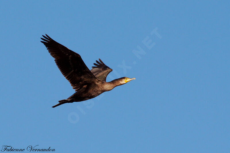 Grand Cormoranadulte