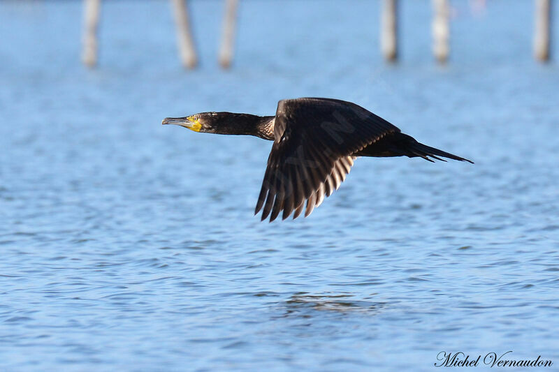 Grand Cormoranadulte