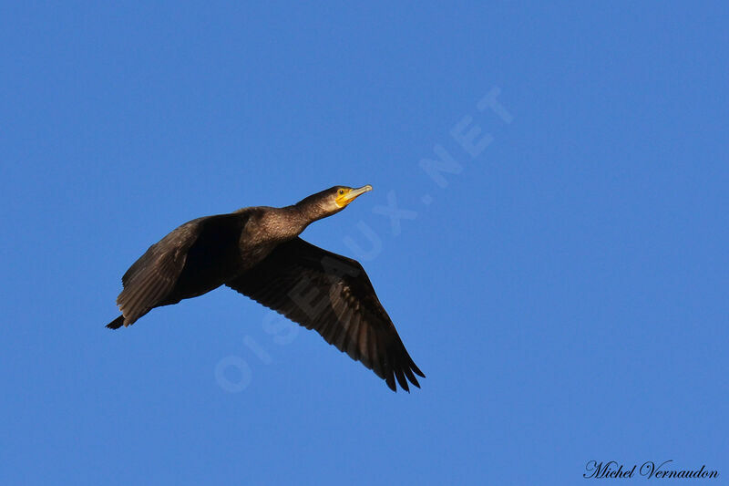 Great Cormorantadult