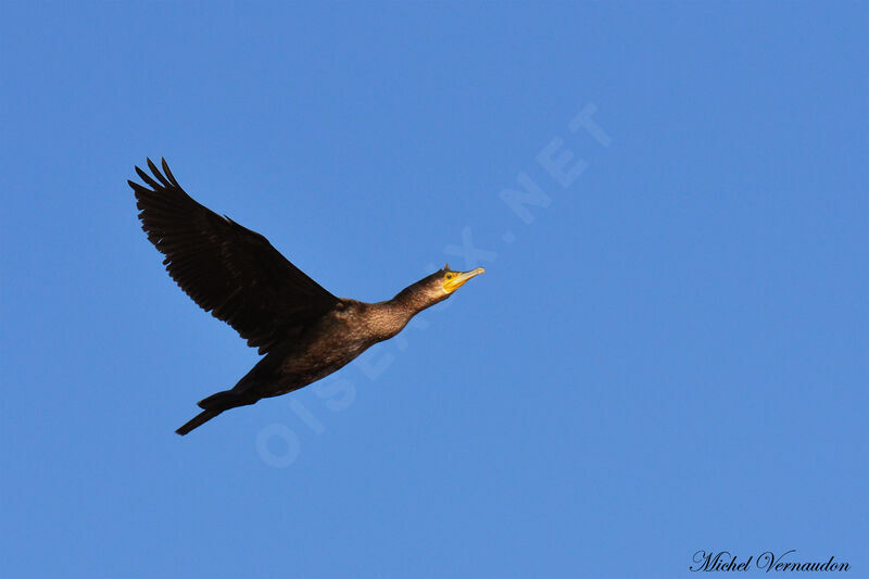 Grand Cormoranadulte