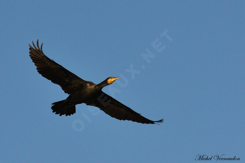 Grand Cormoranadulte