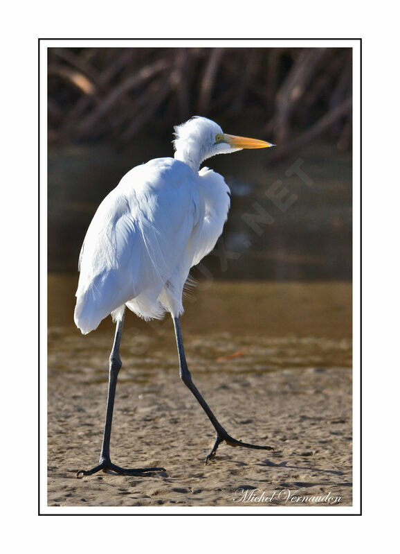 Great Egret