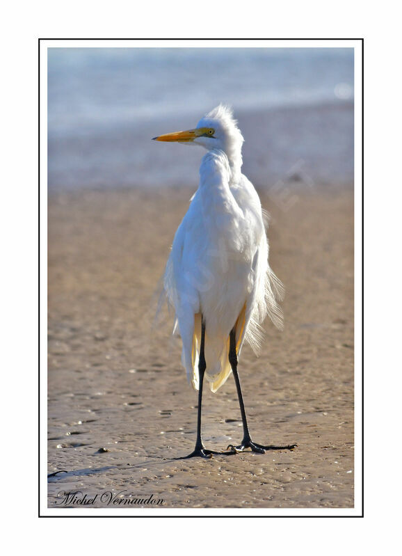 Grande Aigrette