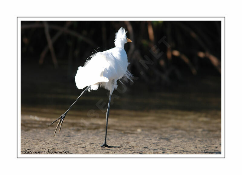 Grande Aigrette