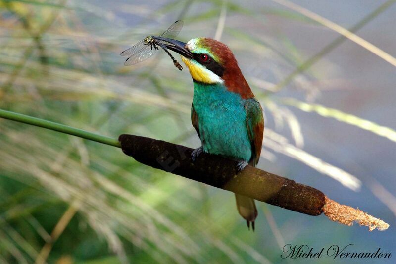 European Bee-eater