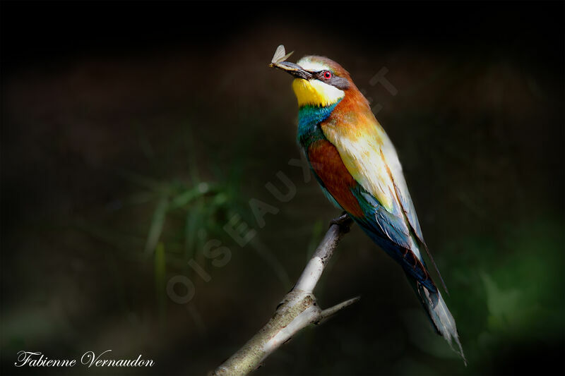 European Bee-eater male adult