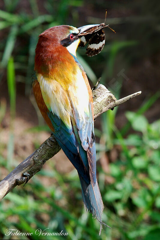 European Bee-eater male adult