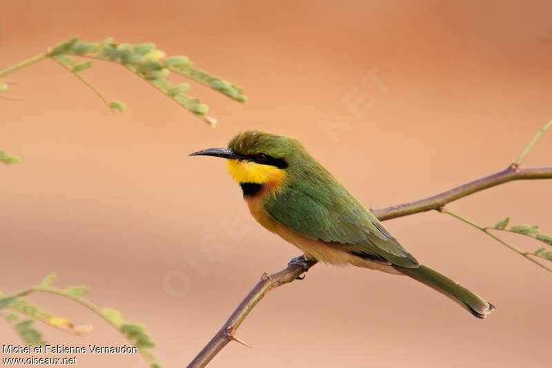 Guêpier nainadulte, identification