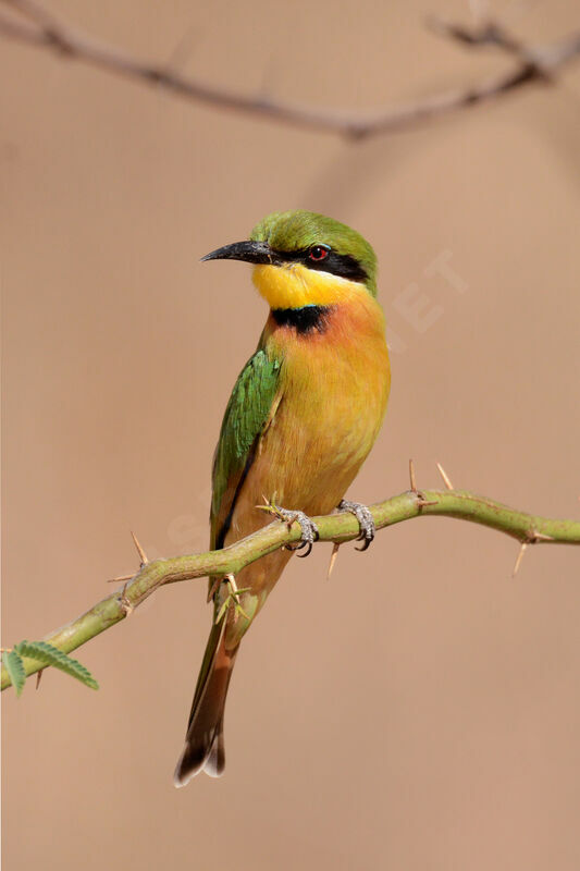 Little Bee-eater