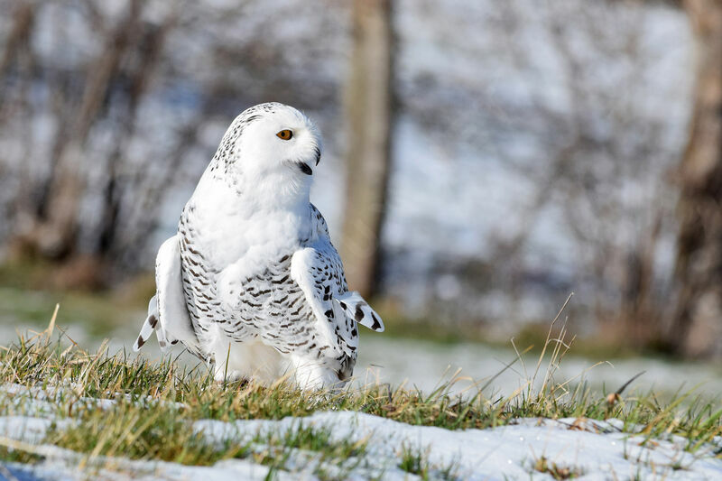 Snowy Owl