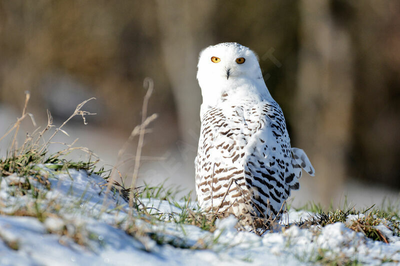 Harfang des neiges