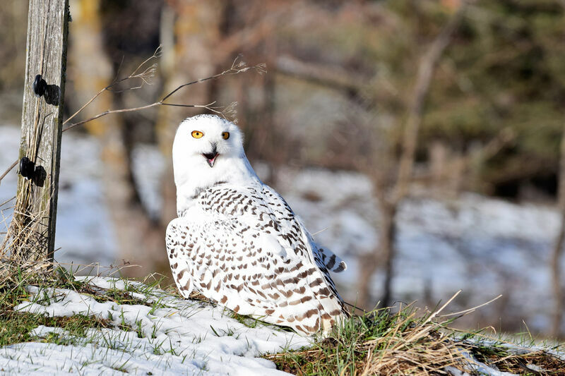 Snowy Owl