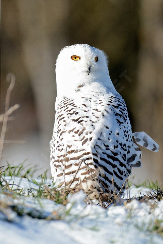 Harfang des neiges