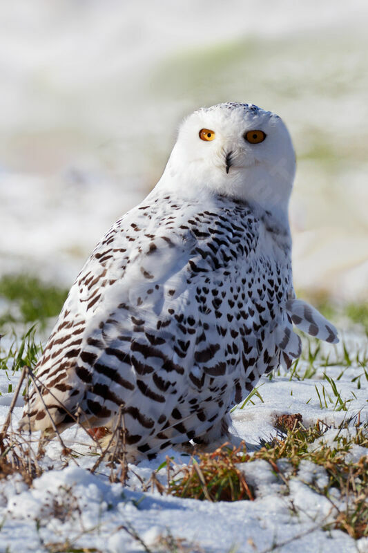 Harfang des neiges